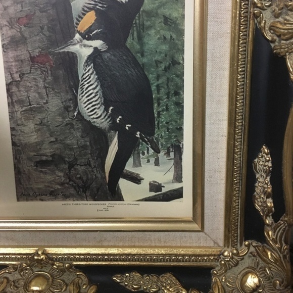 🖤5/$25 Antique Ornithological Bird Print Original wood pecker - Picture 8 of 13